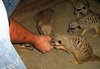 Suricata suricata